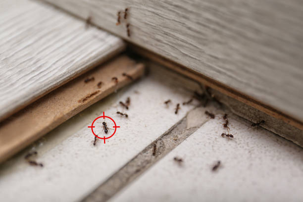 Best Bed Bug Extermination  in Fountain Green, UT